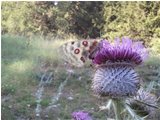  Farfalla Parnassius su cardo (Cirsium eriophorum) - Altro - 2013 - Fiori&Fauna - Estate - Voto: Non  - Last Visit: 21/1/2024 20.28.16 