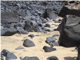  Spiaggia di Mal Nombre, scoiattoli? - Altro - 2016 - Fiori&Fauna - Foto varie - Voto: Non  - Last Visit: 12/6/2024 19.34.13 