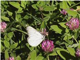  Una farfalla Aporia su trifoglio - Altro - 2004 - Fiori&Fauna - Estate - Voto: Non  - Last Visit: 22/1/2024 5.44.17 