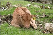  Vitello di mucca bruna alpina in riposo nei pascoli di Propata - Altro - 2006 - Fiori&Fauna - Estate - Voto: Non  - Last Visit: 11/4/2024 12.35.26 