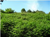  Terreno infestato da felce aquilina (pteridium aquilinum) - Busalla&Ronco Scrivia - 2010 - Fiori&Fauna - Estate - Voto: Non  - Last Visit: 29/9/2023 18.38.14 