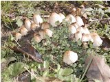  Famigliole di funghi in un giardino di via Vaccarezza  - Casella - 2006 - Fiori&Fauna - Estate - Voto: Non  - Last Visit: 27/9/2023 5.9.55 