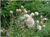  Stoppione (Cirsium arvense) - Casella - <2001 - Fiori&Fauna - Estate - Voto: Non  - Last Visit: 12/3/2024 19.5.38 