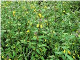  Un'erba comune: spigarola (melampyrium italicum) - Casella - 2011 - Fiori&Fauna - Estate - Voto: Non  - Last Visit: 12/4/2024 9.53.27 