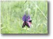 Fotografie Crocefieschi&Vobbia - Fiori&Fauna - Farfalla zygaena filipendulae su fiore di phiteuma