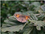  Farfalla del genere pyronia - Crocefieschi&Vobbia - 2005 - Fiori&Fauna - Estate - Voto: Non  - Last Visit: 30/9/2023 0.49.5 