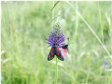  Farfalla zygaena filipendulae su fiore di phiteuma - Crocefieschi&Vobbia - <2001 - Fiori&Fauna - Estate - Voto: 9,14 - Last Visit: 13/4/2024 13.48.51 