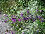  Echium (erba viperina) - Montoggio - 2002 - Fiori&Fauna - Estate - Voto: 9    - Last Visit: 30/9/2023 6.26.1 