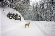  2007: niente neve. Qui un cane delle nevi… dell’anno precedente - Savignone - 2006 - Altro - Inverno - Voto: Non  - Last Visit: 25/5/2024 9.11.18 