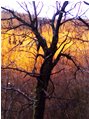  Bosco d’inverno: luci al tramonto (cellulare Nokia 70) - Savignone - 2007 - Boschi - Inverno - Voto: Non  - Last Visit: 18/9/2023 21.23.58 