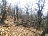  Natura matrigna: continua il degrado dei boschi per il gelo - Savignone - 2018 - Boschi - Inverno - Voto: Non  - Last Visit: 26/1/2024 12.51.56 