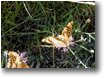 Fotografie Savignone - Fiori&Fauna - Esemplari di farfalla argynnis paphia