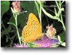 Foto Savignone - Fiori&Fauna - Una farfalla argynnis aglaia su fiore di centaurea