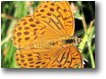 Foto Savignone - Fiori&Fauna - Una farfalla argynnis aglaia