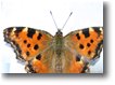 Foto Savignone - Fiori&Fauna - Una farfalla vanessa (aglais urticae)