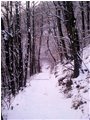  Costalovaia: la prima lieve nevicata - Savignone - 2013 - Fiori&Fauna - Inverno - Voto: Non  - Last Visit: 27/9/2023 7.42.49 