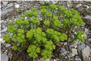  Euphorbia helioscopica nel greto del fiume - Savignone - 2008 - Fiori&Fauna - Estate - Voto: Non  - Last Visit: 2/10/2023 12.7.7 