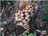  Famigliola di funghi - Savignone - 2003 - Fiori&Fauna - Inverno - Voto: Non  - Last Visit: 26/9/2023 17.17.25 