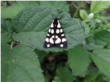  Farfalla arctia - Savignone - 2002 - Fiori&Fauna - Estate - Voto: Non  - Last Visit: 3/11/2023 23.1.49 