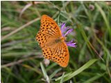  Farfalla argynnis aglais - Savignone - 2005 - Fiori&Fauna - Estate - Voto: Non  - Last Visit: 25/4/2024 2.59.41 