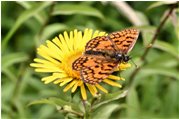  Farfalla argynnis paphia su inula - Savignone - 2009 - Fiori&Fauna - Estate - Voto: Non  - Last Visit: 28/9/2023 16.15.54 
