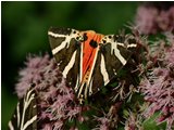  Farfalla callymorpha quadripunctaria - Savignone - 2005 - Fiori&Fauna - Estate - Voto: Non  - Last Visit: 25/4/2024 11.0.24 