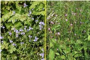  Fiori di campo: Veronica chamaedris e geranium robertianum - Savignone - 2007 - Fiori&Fauna - Estate - Voto: Non  - Last Visit: 30/9/2023 1.18.29 