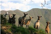  Foto di gruppo: le libere capre del Monte Pianetto - Savignone - 2009 - Fiori&Fauna - Estate - Voto: Non  - Last Visit: 26/9/2023 20.2.55 