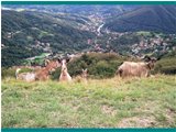  Le capre del Monte Pianetto - Savignone - 2011 - Fiori&Fauna - Estate - Voto: Non  - Last Visit: 27/9/2023 19.11.14 