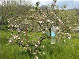  Melo in fiore: quest’anno mancano le api - Savignone - 2021 - Fiori&Fauna - Estate - Voto: Non  - Last Visit: 3/3/2024 16.58.41 