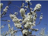  Prunus spinosa - Savignone - 2002 - Fiori&Fauna - Estate - Voto: Non  - Last Visit: 3/10/2023 17.10.22 