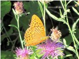  Una farfalla argynnis aglaia su fiore di centaurea - Savignone - 2010 - Fiori&Fauna - Estate - Voto: Non  - Last Visit: 26/9/2023 10.31.38 