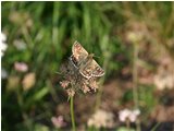  Una farfalla della famiglia  hespenidae - Savignone - 2005 - Fiori&Fauna - Estate - Voto: Non  - Last Visit: 30/1/2024 11.48.0 