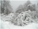  Rime - Savignone - 2004 - Woods - Winter - Voto: 9    - Last Visit: 24/12/2023 11.17.57 