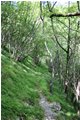  Vecchio sentiero Tonno - Chiappa - ValBrevenna - 2014 - Woods - Summer - Voto: Non  - Last Visit: 26/9/2023 16.35.57 